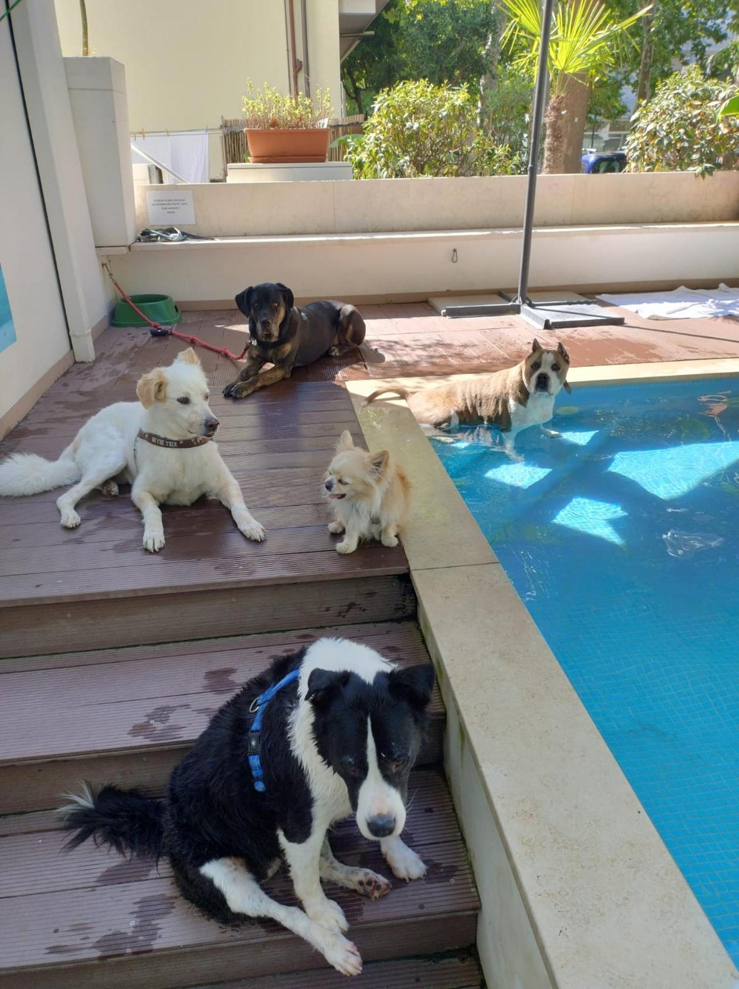 Kristalex Pet Family Hotel
